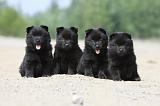 SCHIPPERKE 493